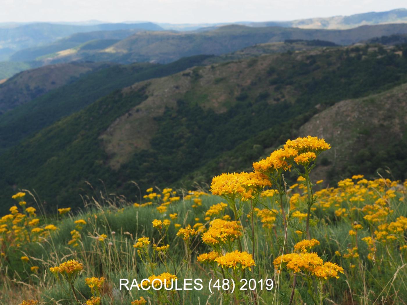 Ragwort, Adonis leaved plant